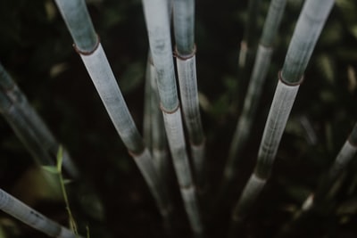 微距摄影的绿色植物
